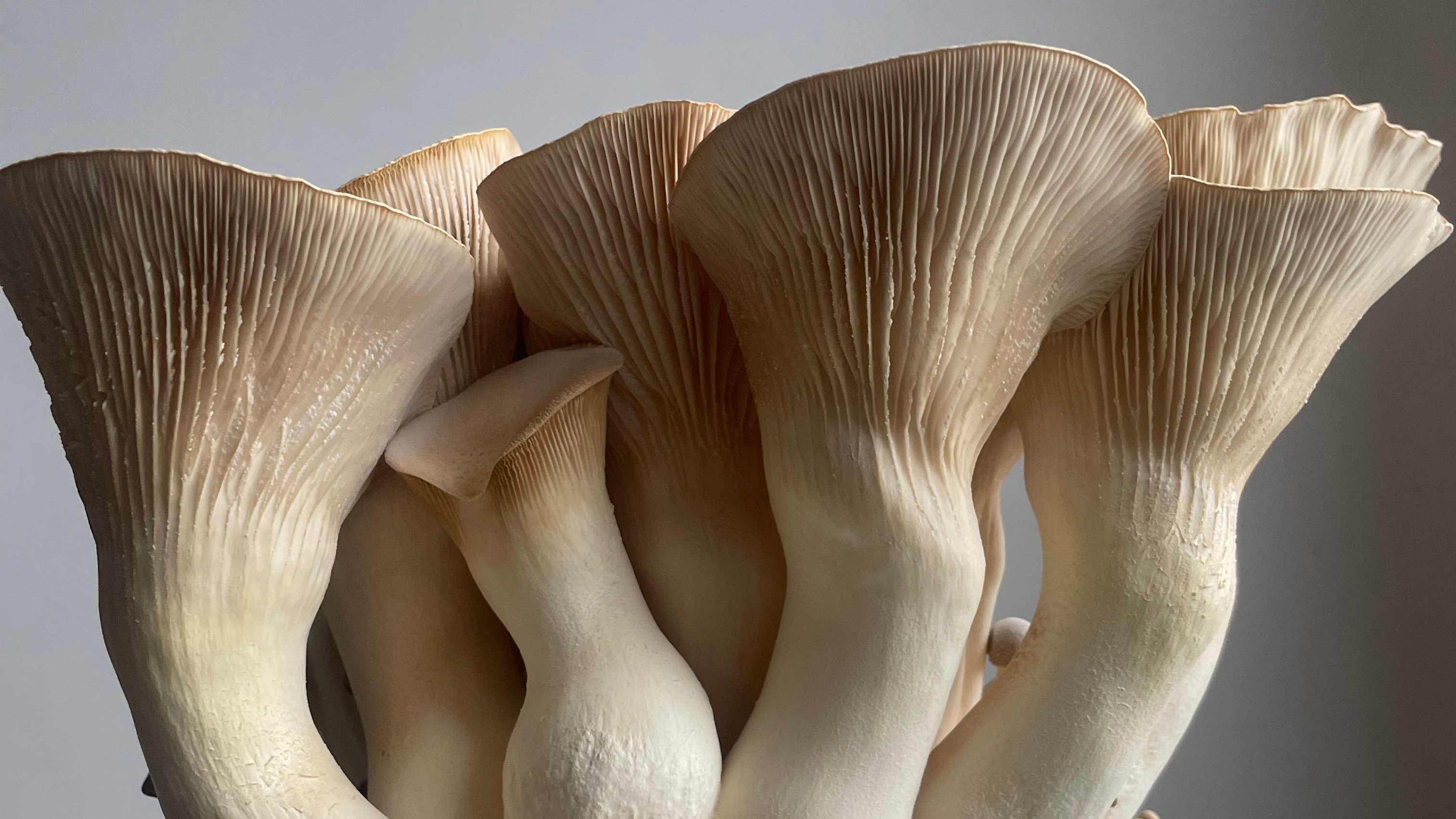 Which Mushroom Should I Grow First?