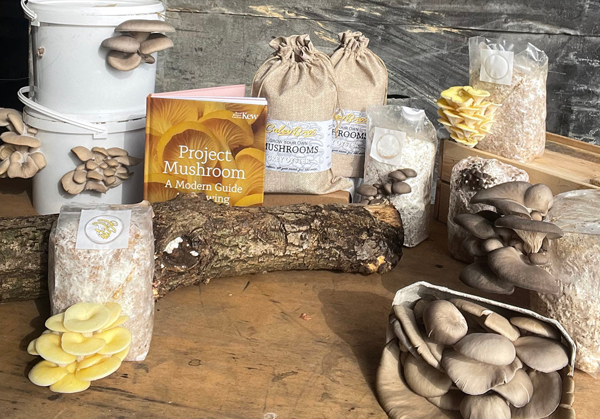 How to Store Your Mushroom Kits, Spawn or Gifts