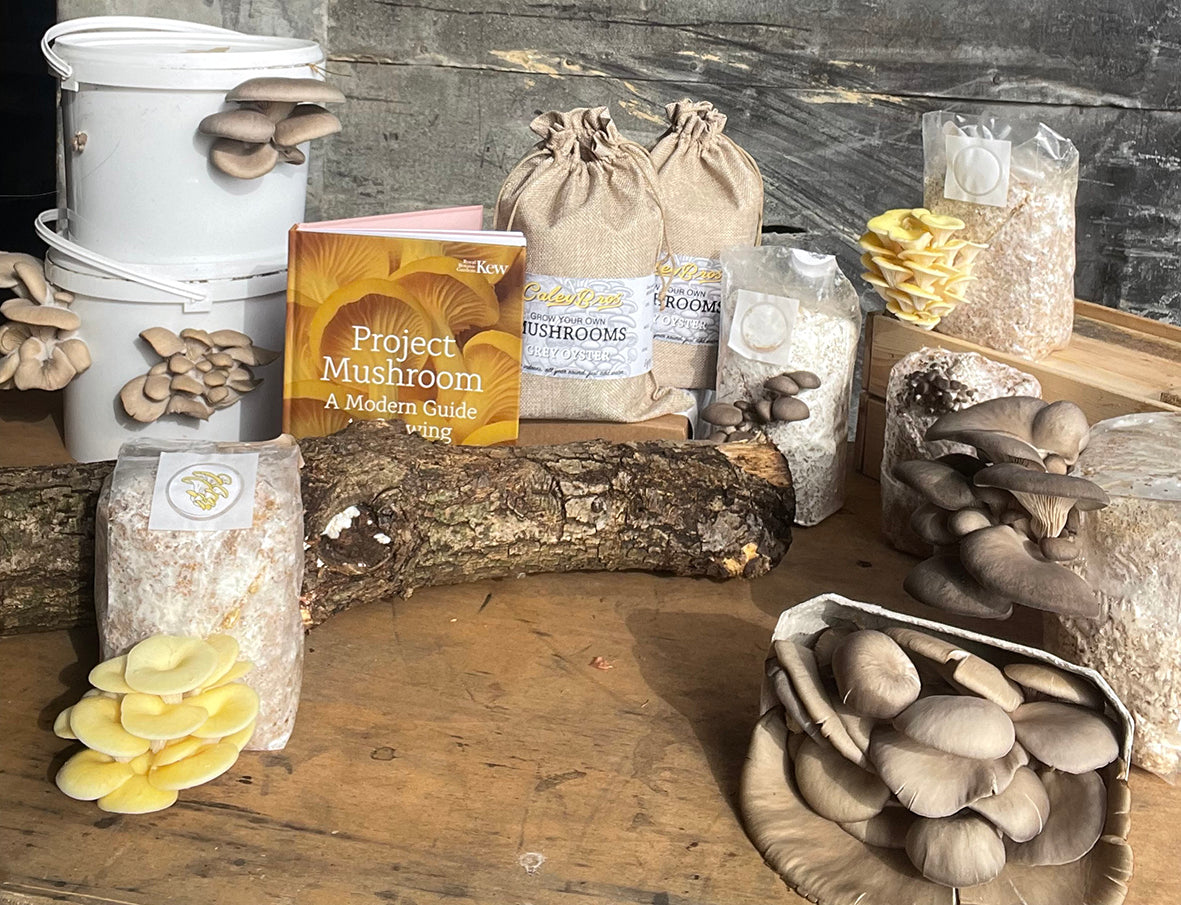 How to Store Your Mushroom Kits, Spawn or Gifts