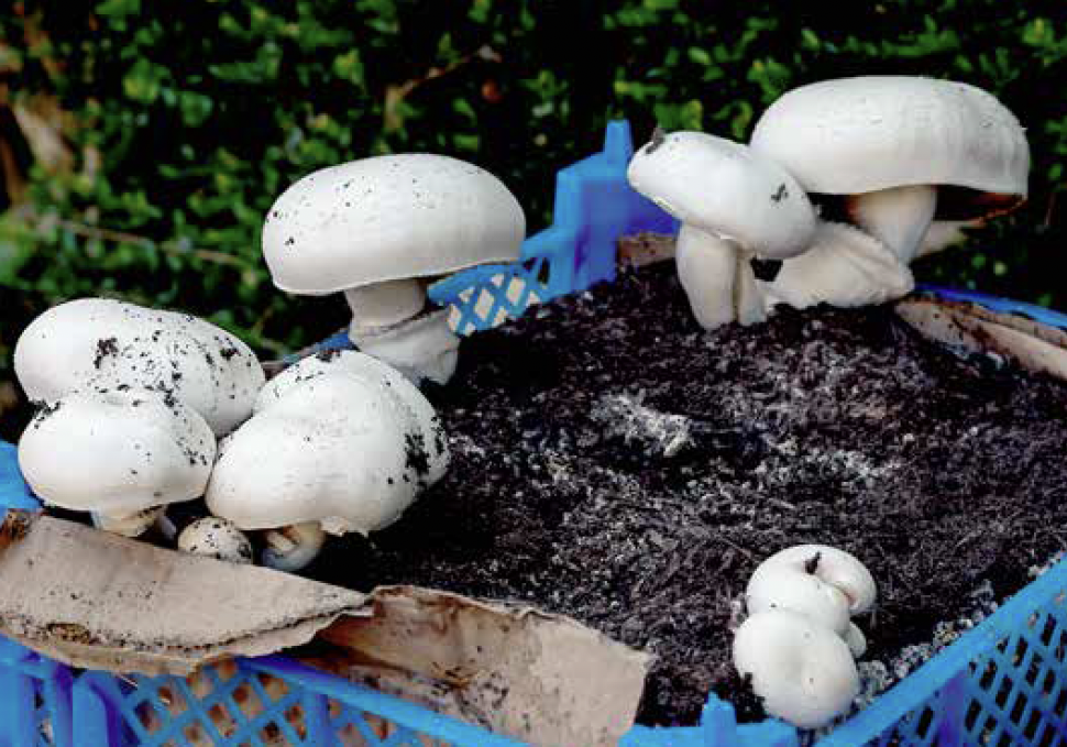 Beyond the Button: Exploring Mushrooms Like Never Before