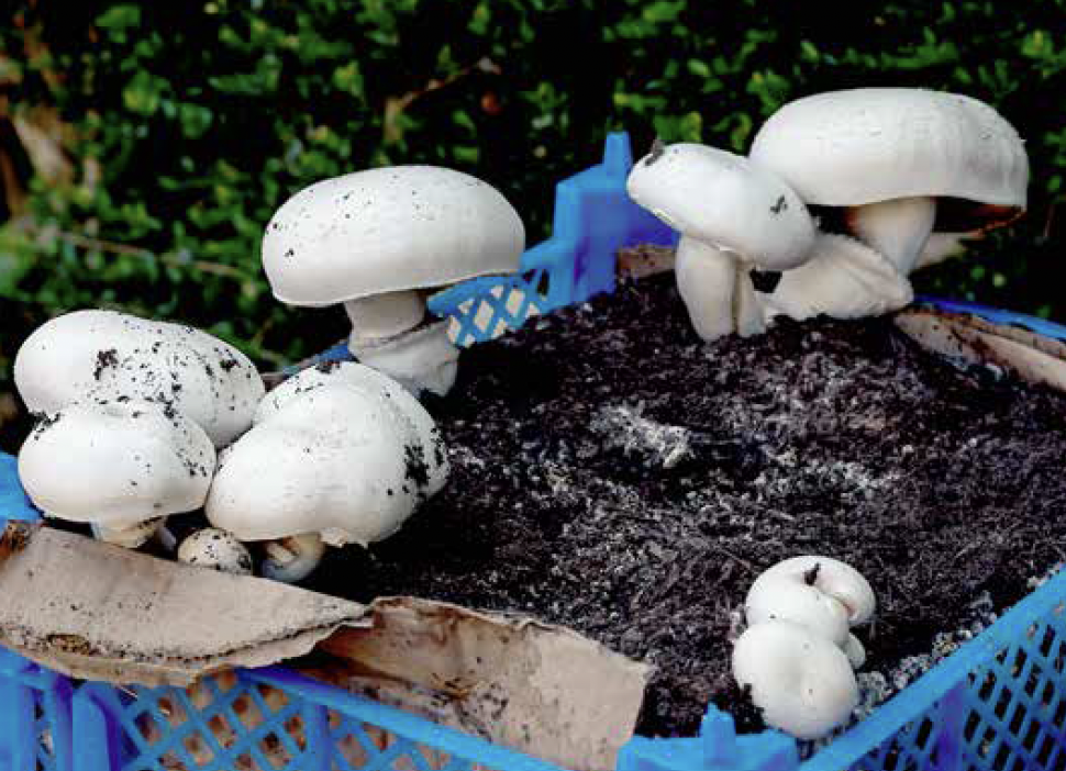 Beyond the Button: Exploring mushrooms like never before...