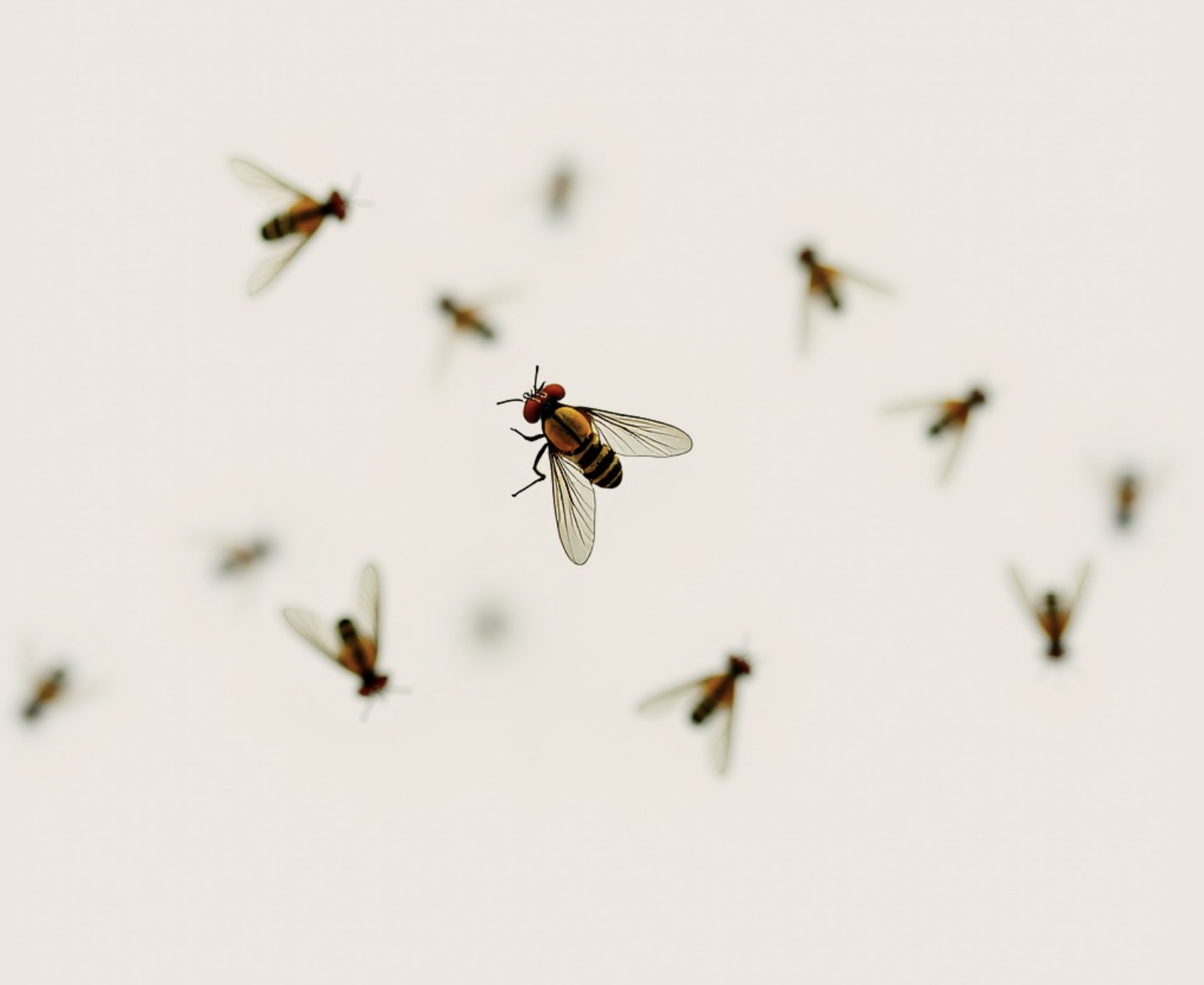 Fruit Flies, and how to keep them at bay…