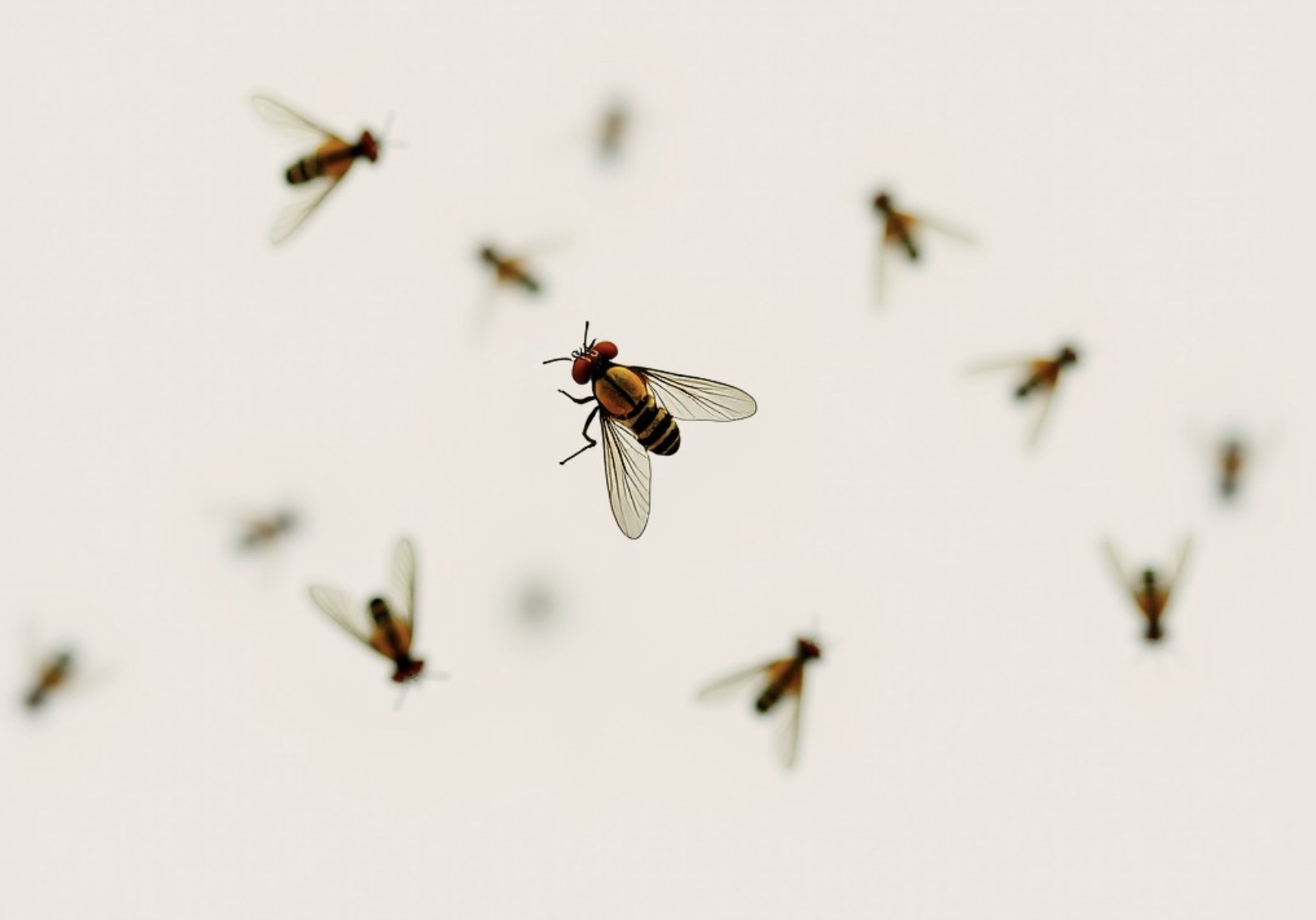 Fruit Flies & Fungus Gnats on Mushrooms