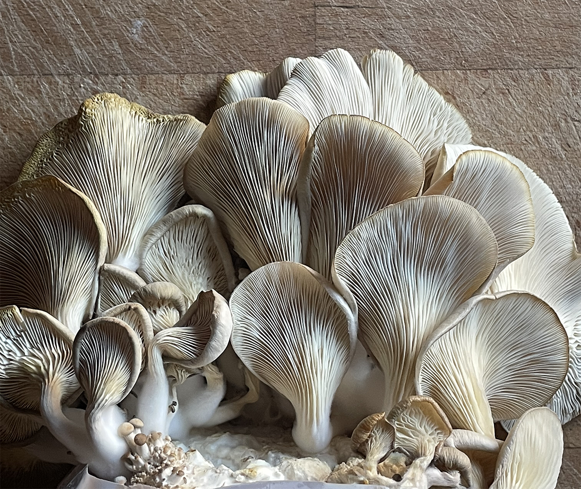 Slow food and the joy of growing your own…