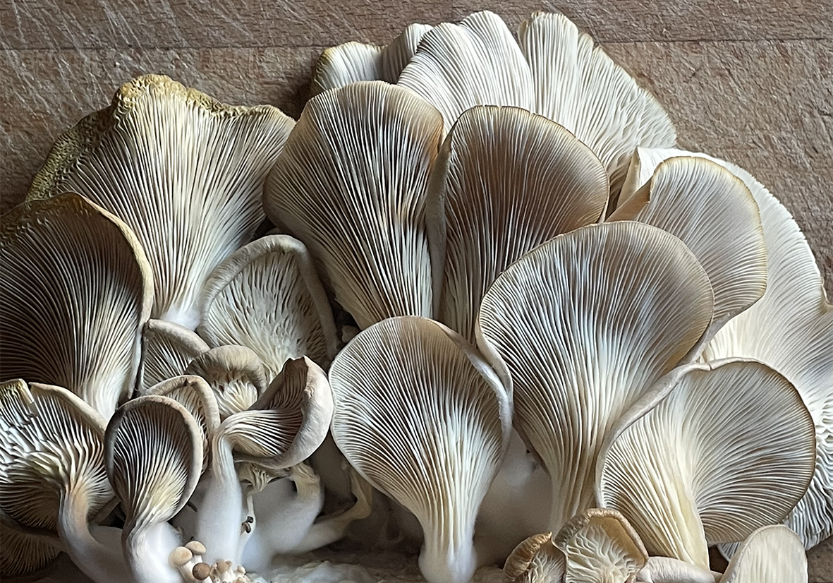 Slow Food and the Joy of Growing Your Own
