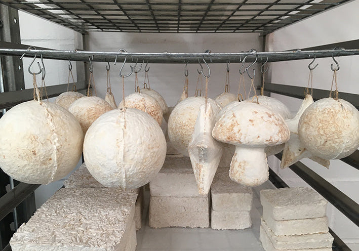 Mushroom mycelium decorations