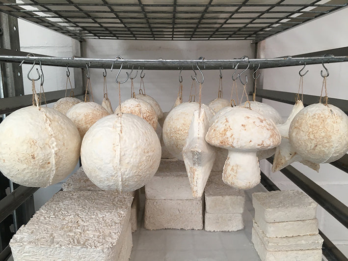 Mushroom mycelium decorations
