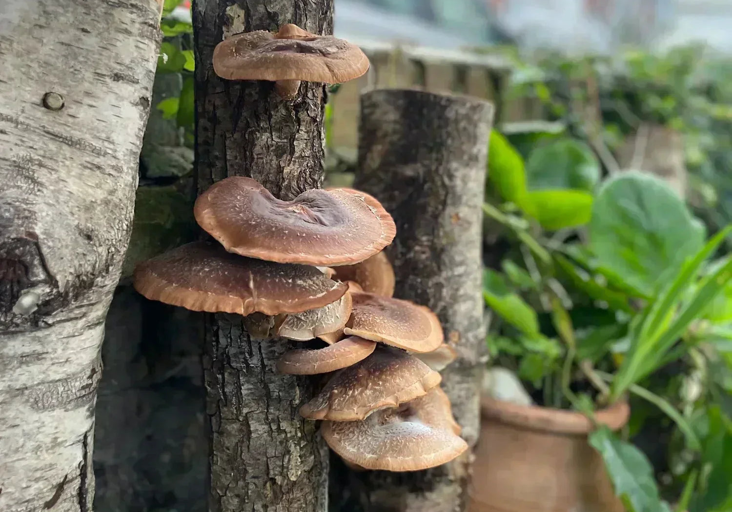 We Want to Talk About Mushrooms
