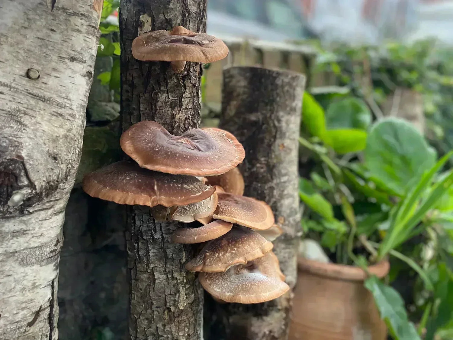 We Want to Talk About Mushrooms