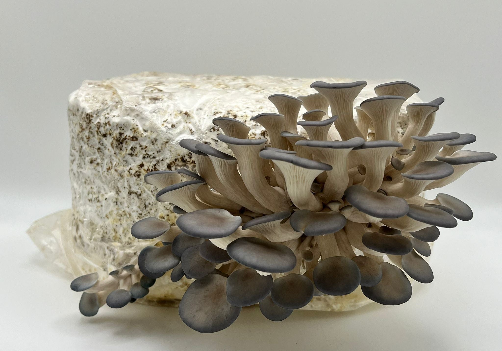 How to Grow Mushrooms at Home: Kit Instructions