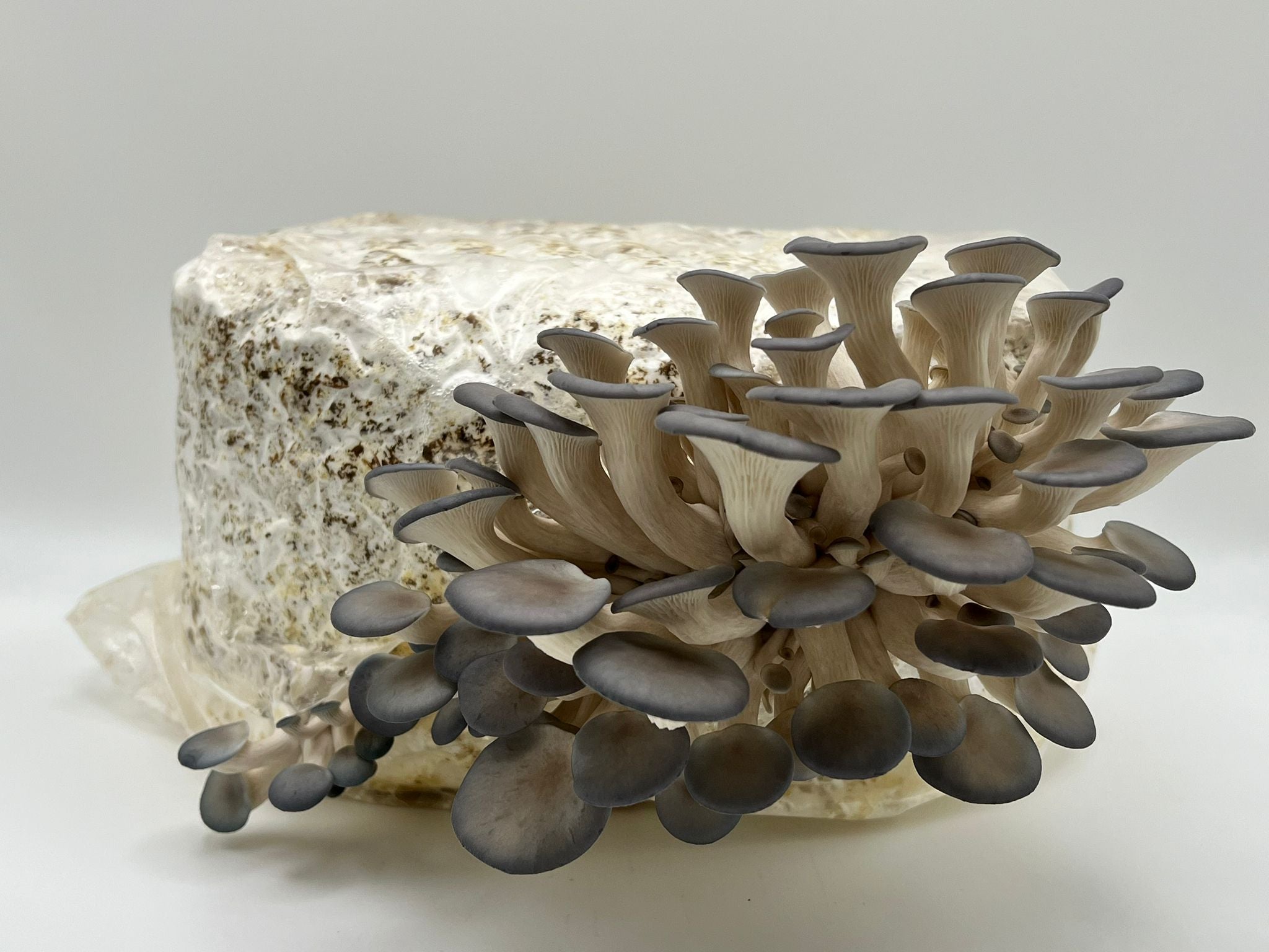How to Grow Mushrooms at Home: Kit Instructions