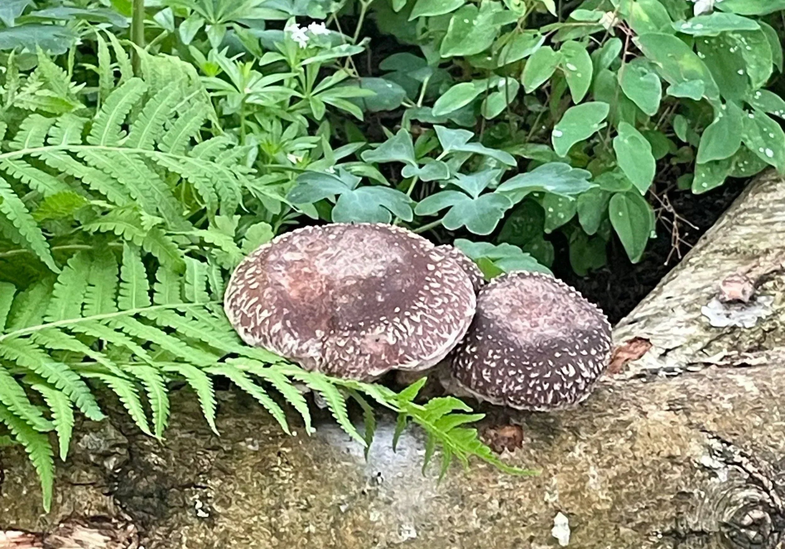 To Eat or Not to Eat: Wild Mushroom Safety