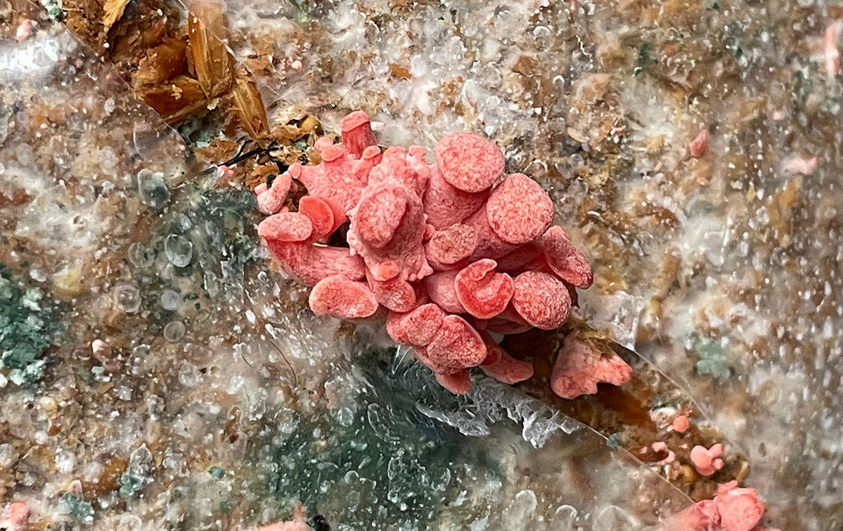 When Life Gives You Mould: How Trichoderma turns mushroom mishaps into Gardeners’ Gold