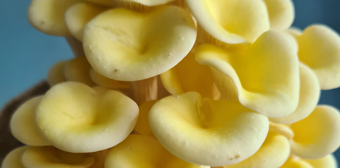Native vs Non-Native Mushrooms: What's at Stake
