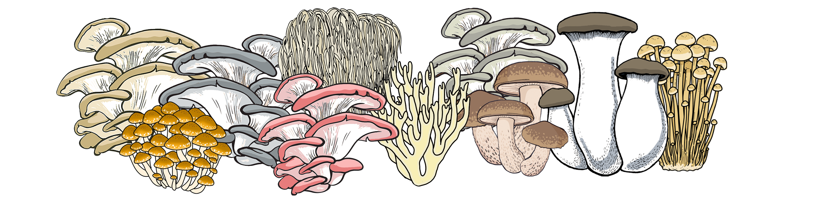 Large Mushroom Grow Kit Instructions