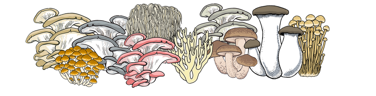 Large Mushroom Grow Kit Instructions