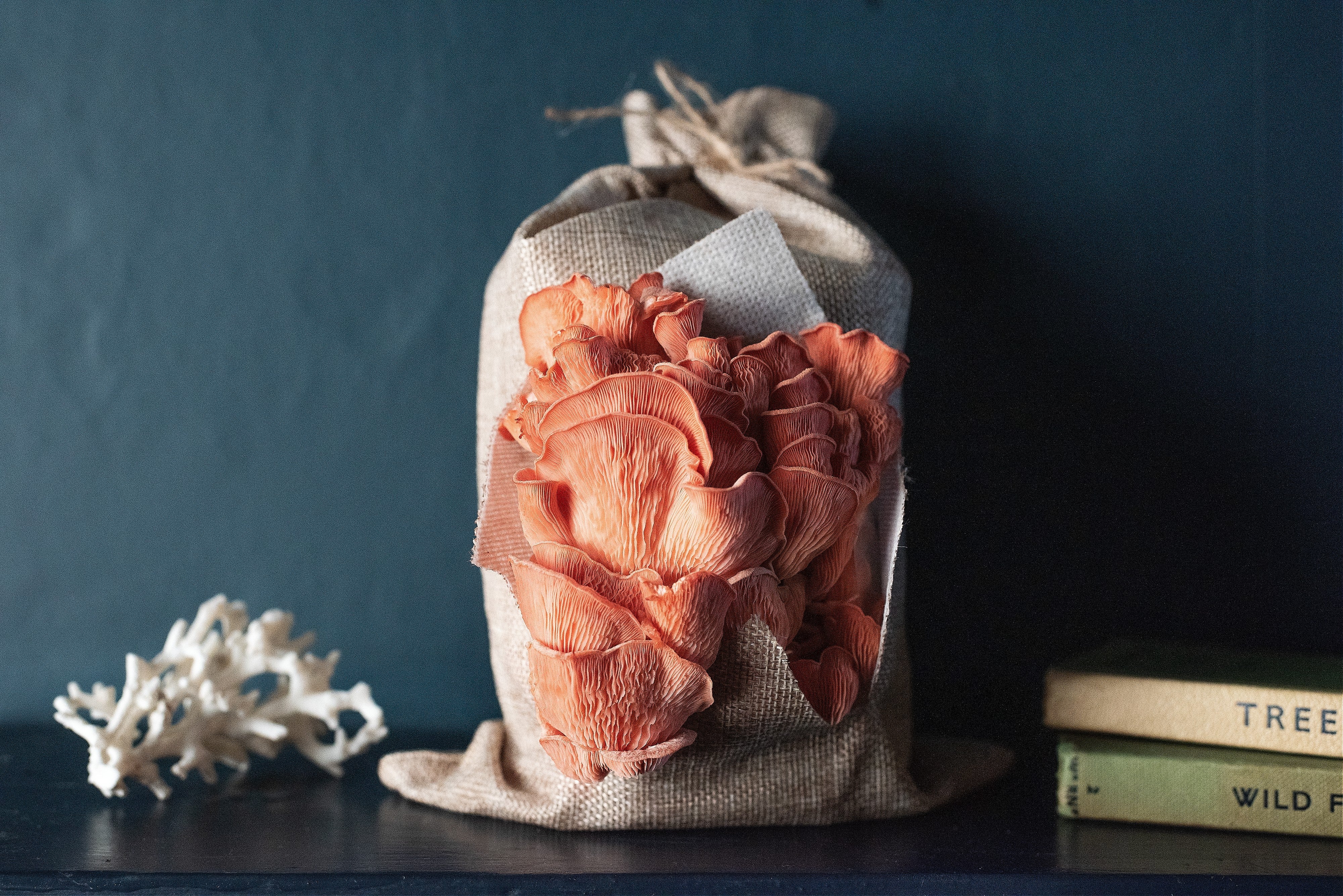 You Don't Need a Damp Dark Cellar to Grow Mushrooms