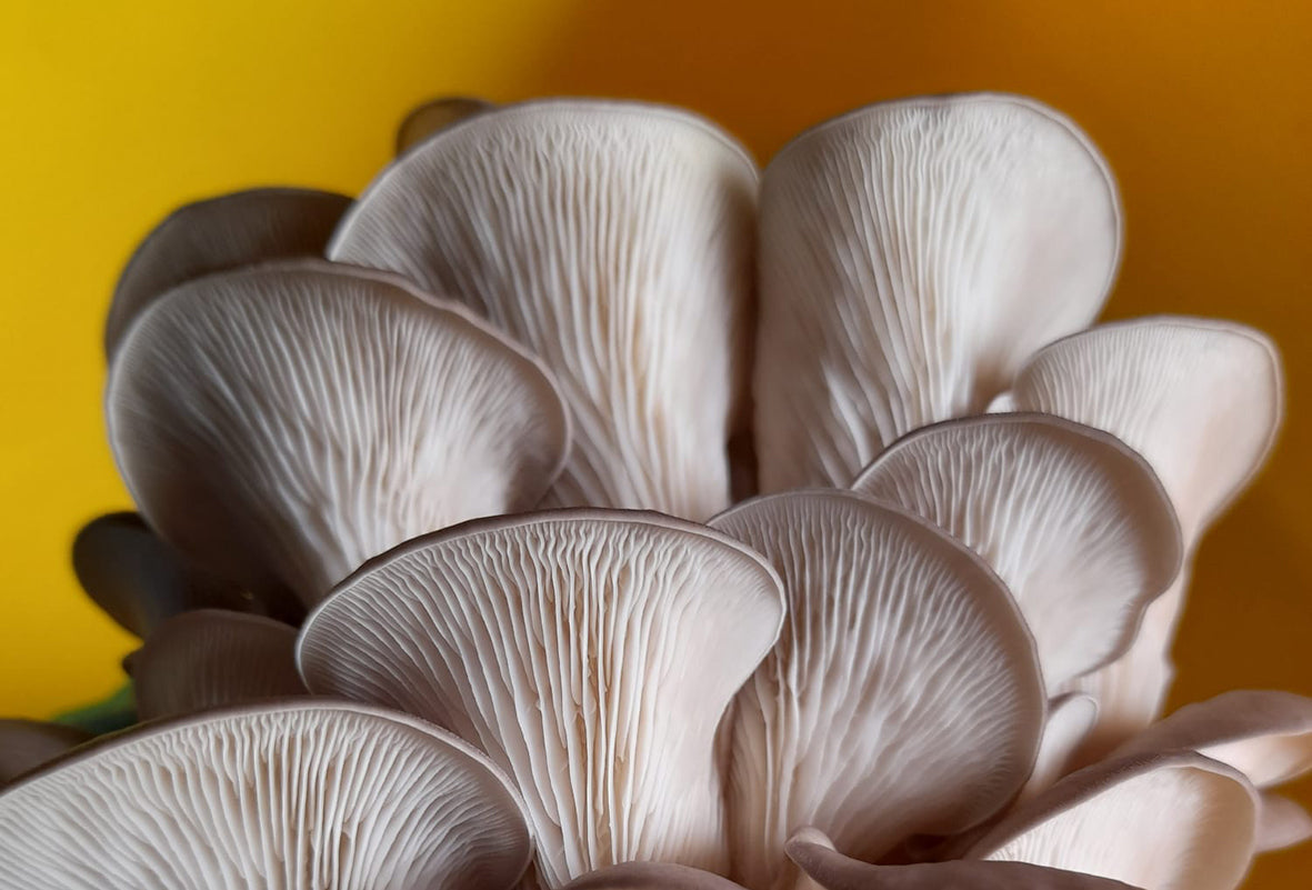 Oyster Mushroom Benefits: Stand Back Lion's Mane, the Oysters Are Coming!