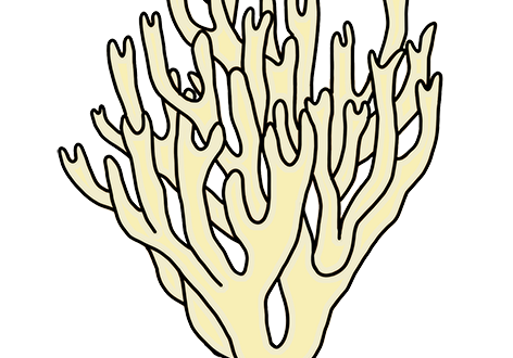 An illustration of a coral tooth mushroom