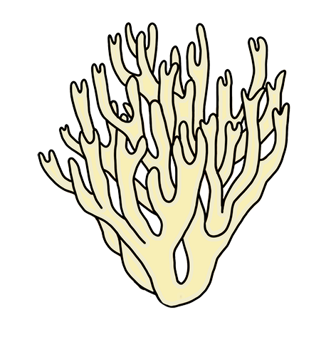 An illustration of a coral tooth mushroom