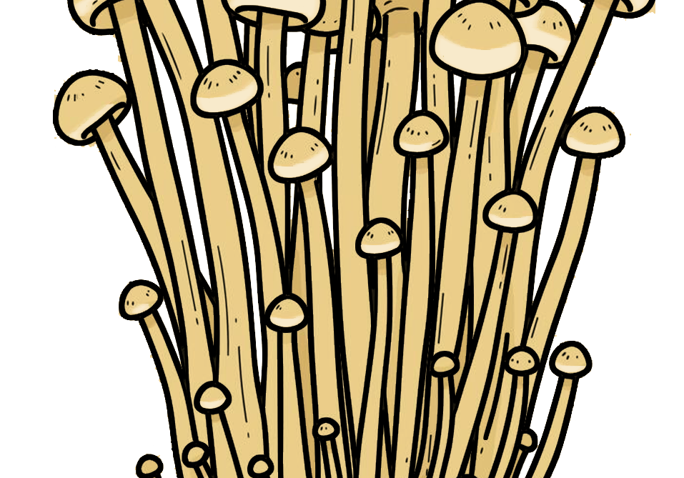Enoki Growing Instructions