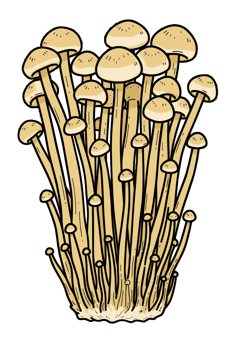 Enoki Growing Instructions