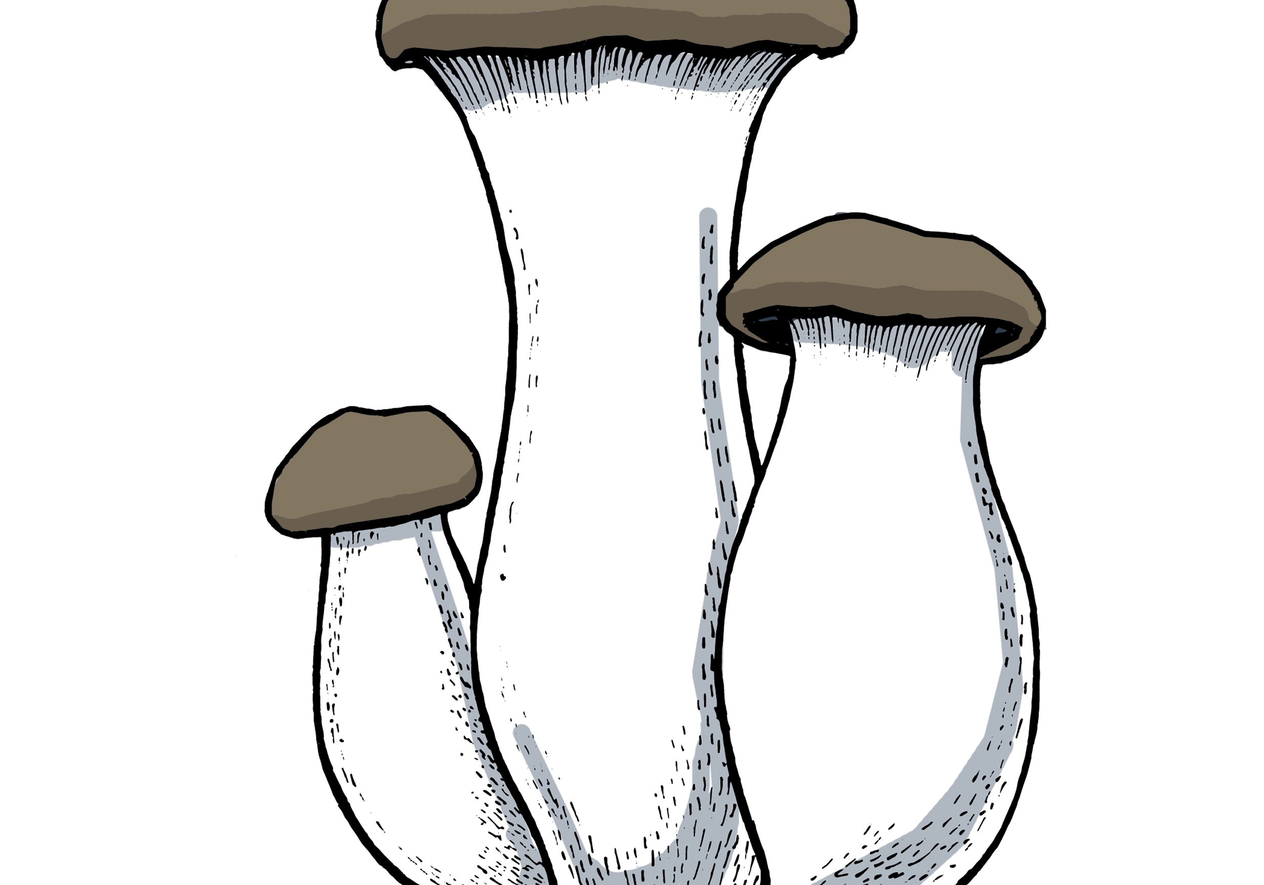 King Oyster Growing Instructions