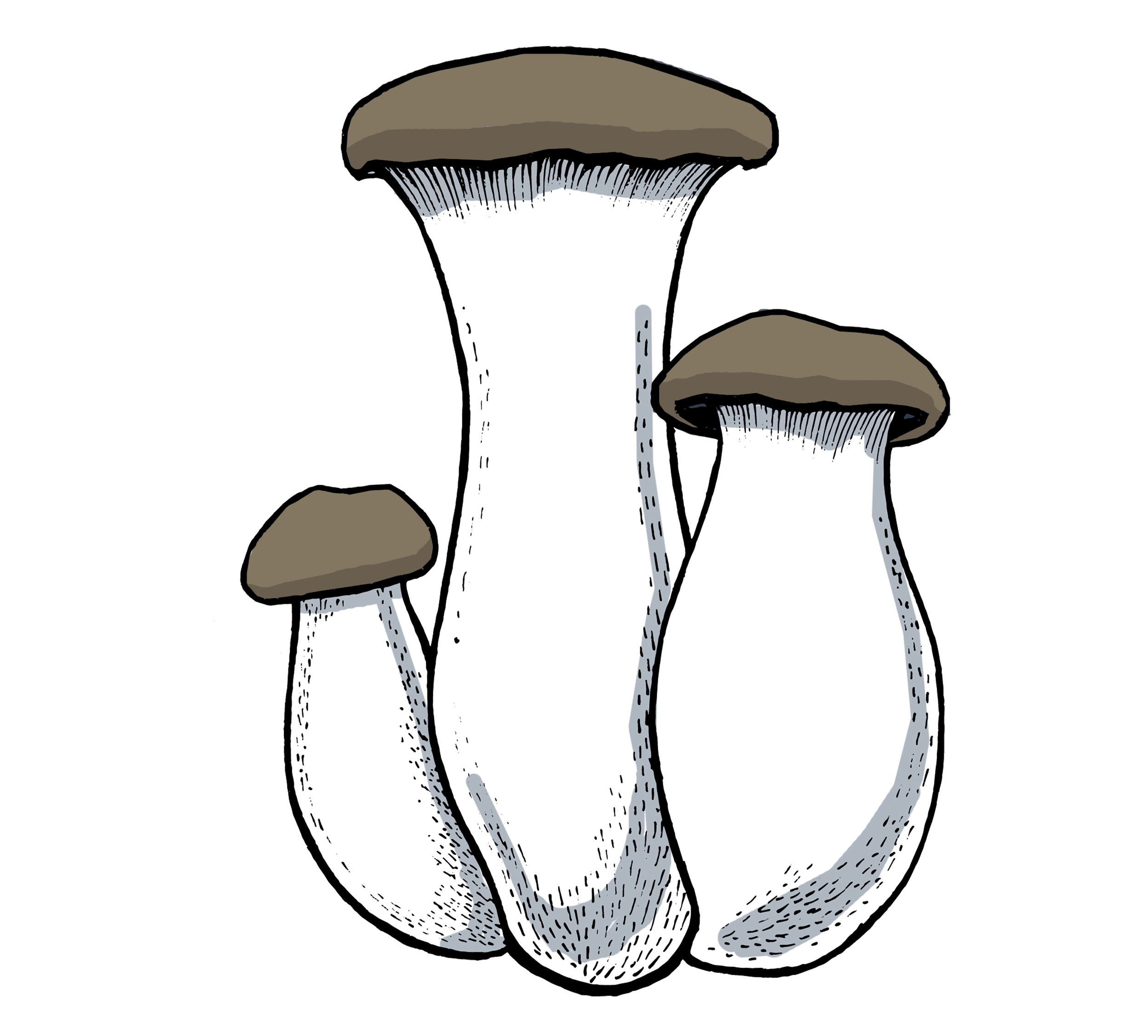 King Oyster Growing Instructions