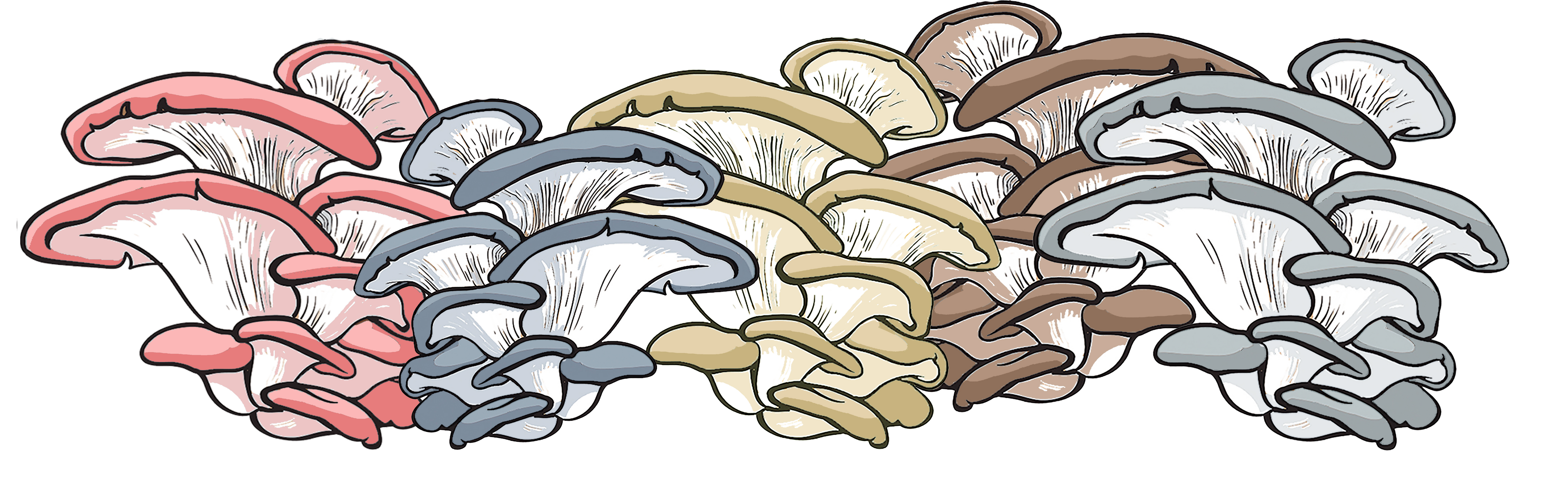 Oyster mushroom Growing Instructions
