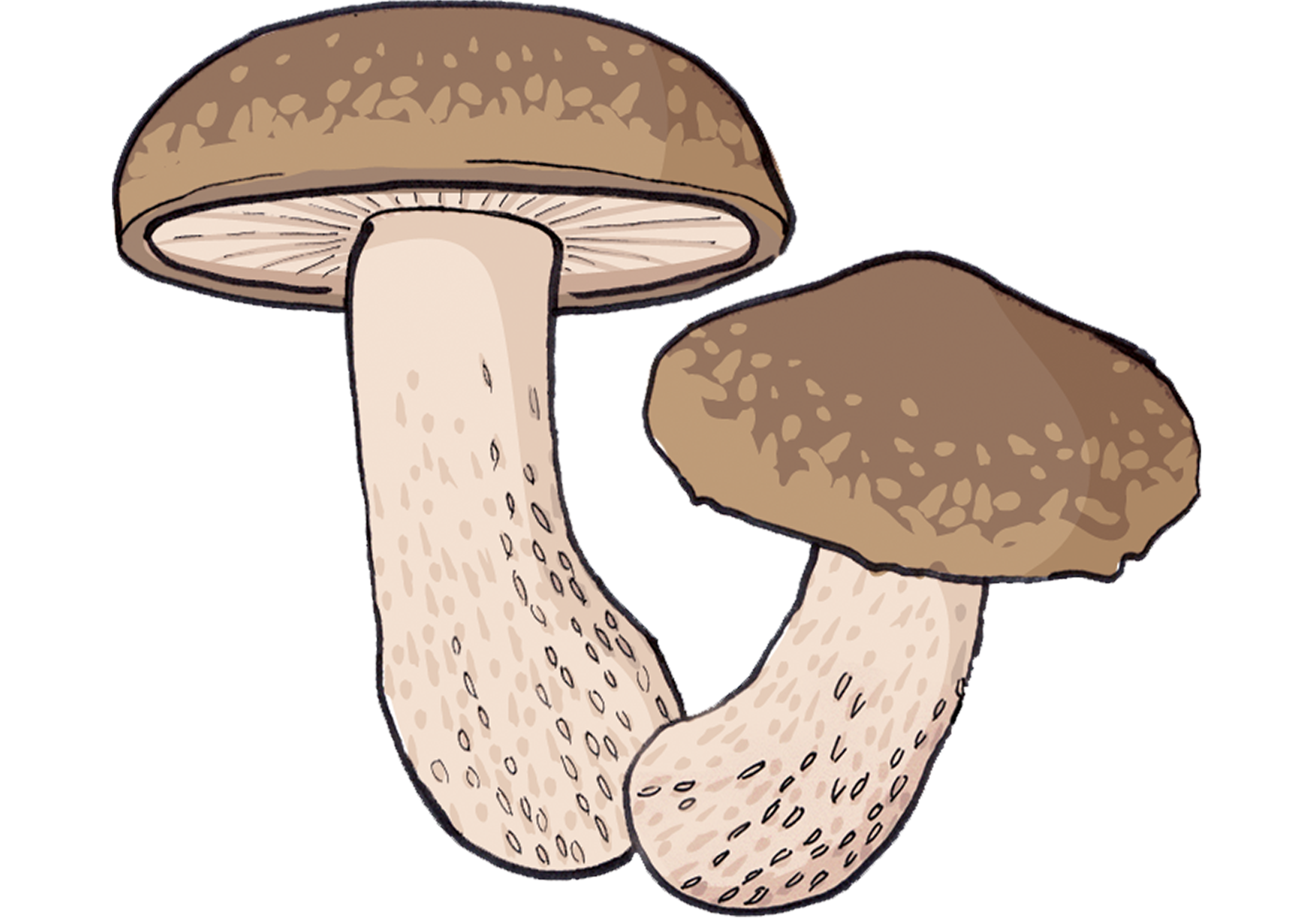 Shiitake Illustration 