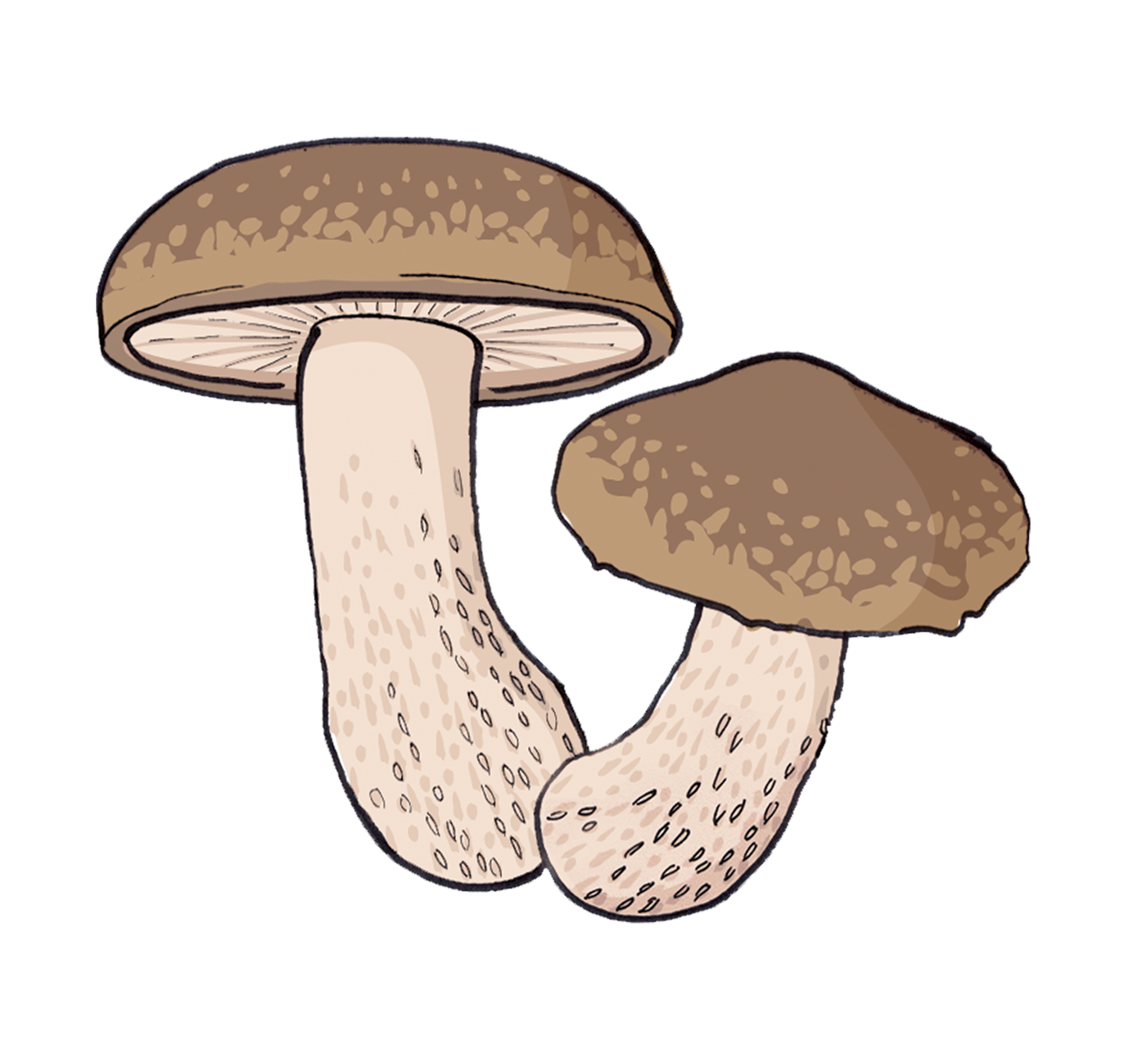 Shiitake Illustration 