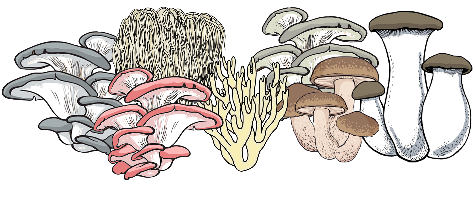 Large Grow Kit Instructions - Oyster, Lion’s Mane, Coral Tooth, Shiitake & King Oyster.