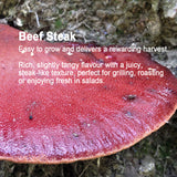 Mushroom Log Growing Kit
