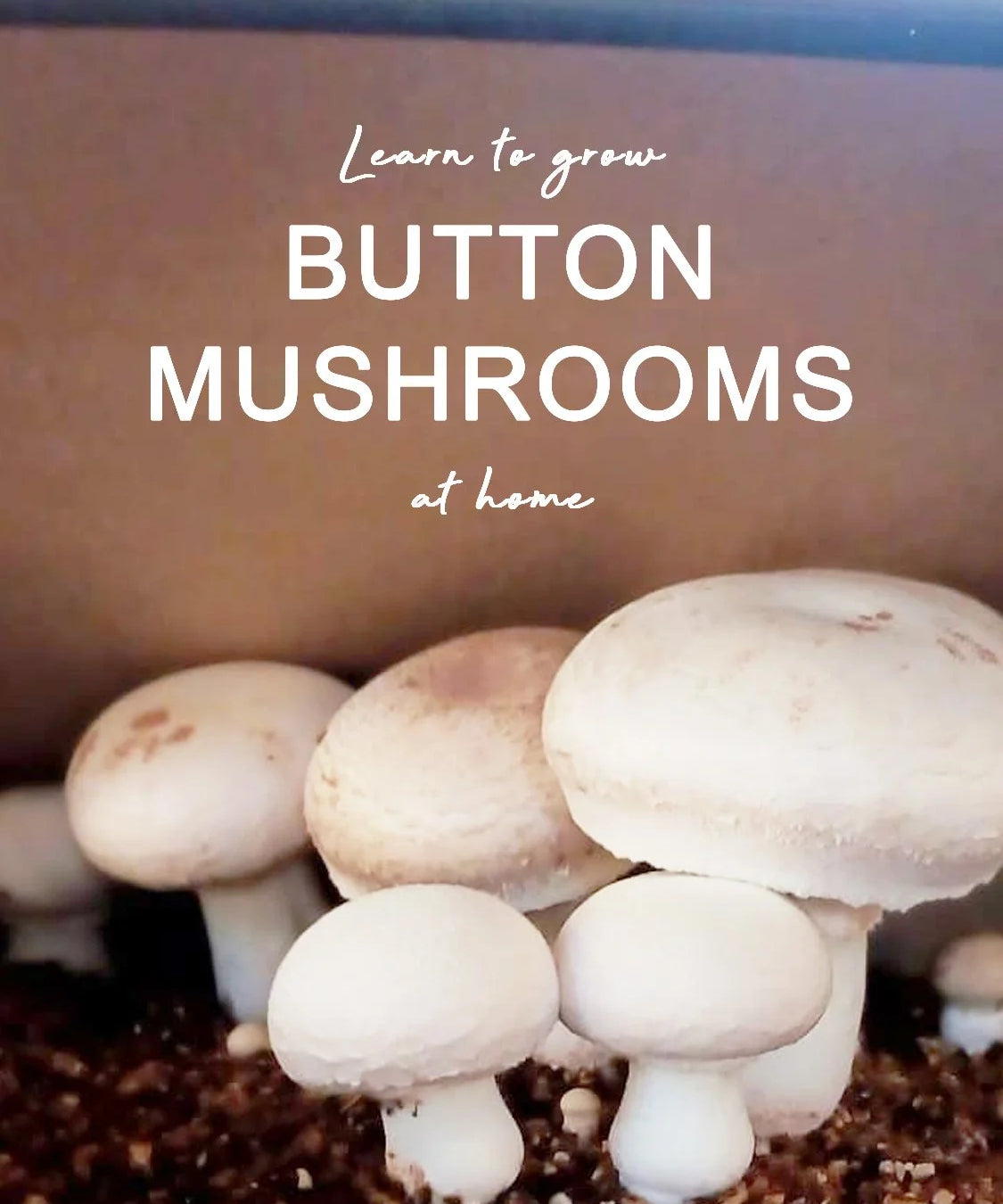 Button mushrooms growing in a container with text overlay on a neutral background