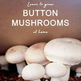 Button mushrooms growing in a container with text overlay on a neutral background