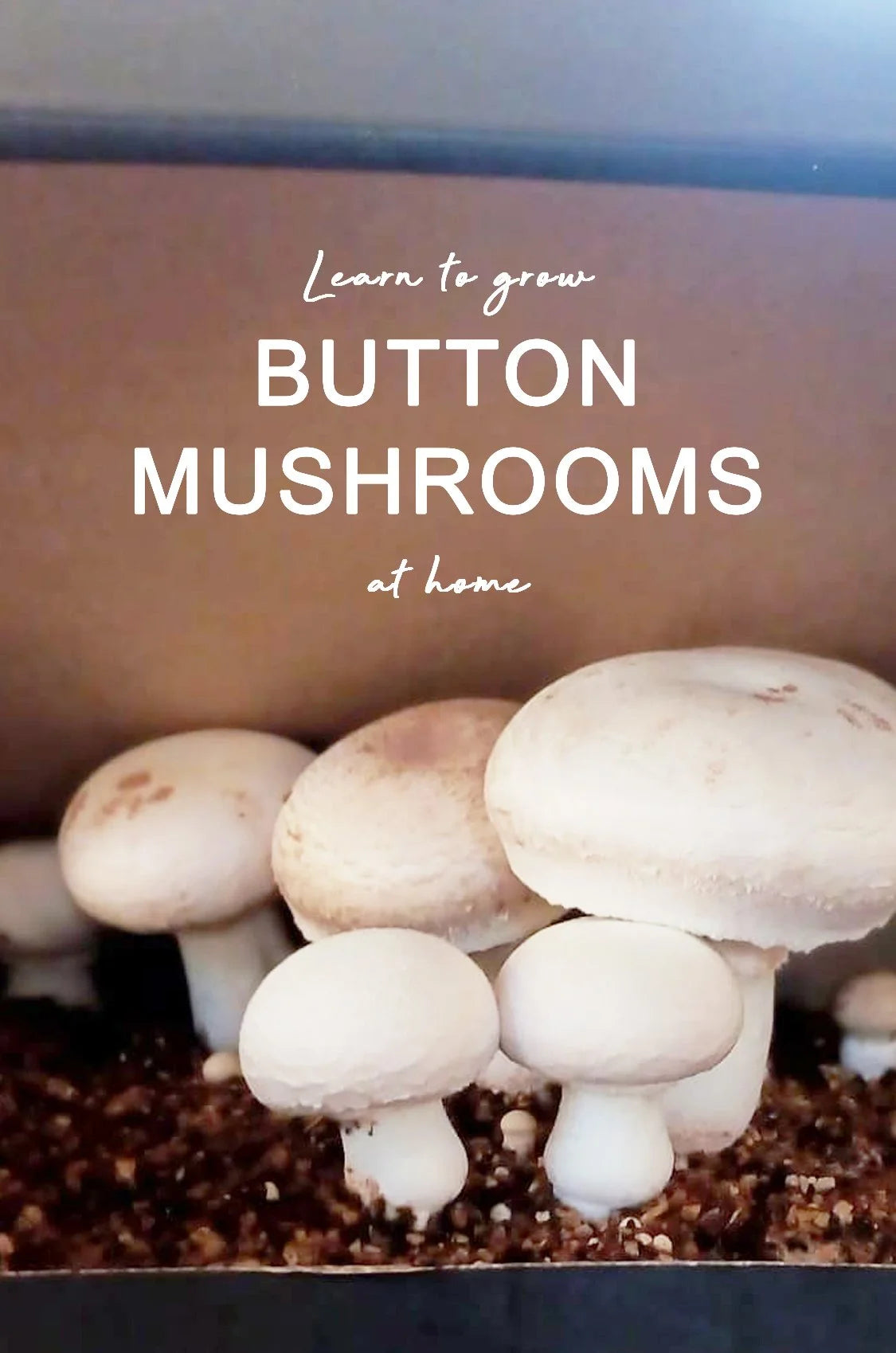 Button mushrooms growing in a container with text overlay on a neutral background