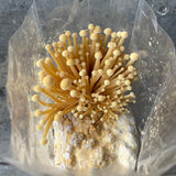 Golden Enoki-Mushroom Growing Kit