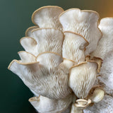 Pale Oyster Mushroom Grow Your Own Kit