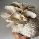 Pale Oyster Mushroom Grow Your Own Kit