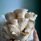 Pale Oyster Mushroom Grow Your Own Kit