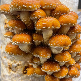 Speckled Chestnut Gourmet Mushroom Grow Your Own Kit