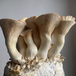 Close-up of King Oyster mushrooms growing on a substrate block with a neutral background