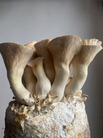 Close-up of King Oyster mushrooms growing on a substrate block with a neutral background
