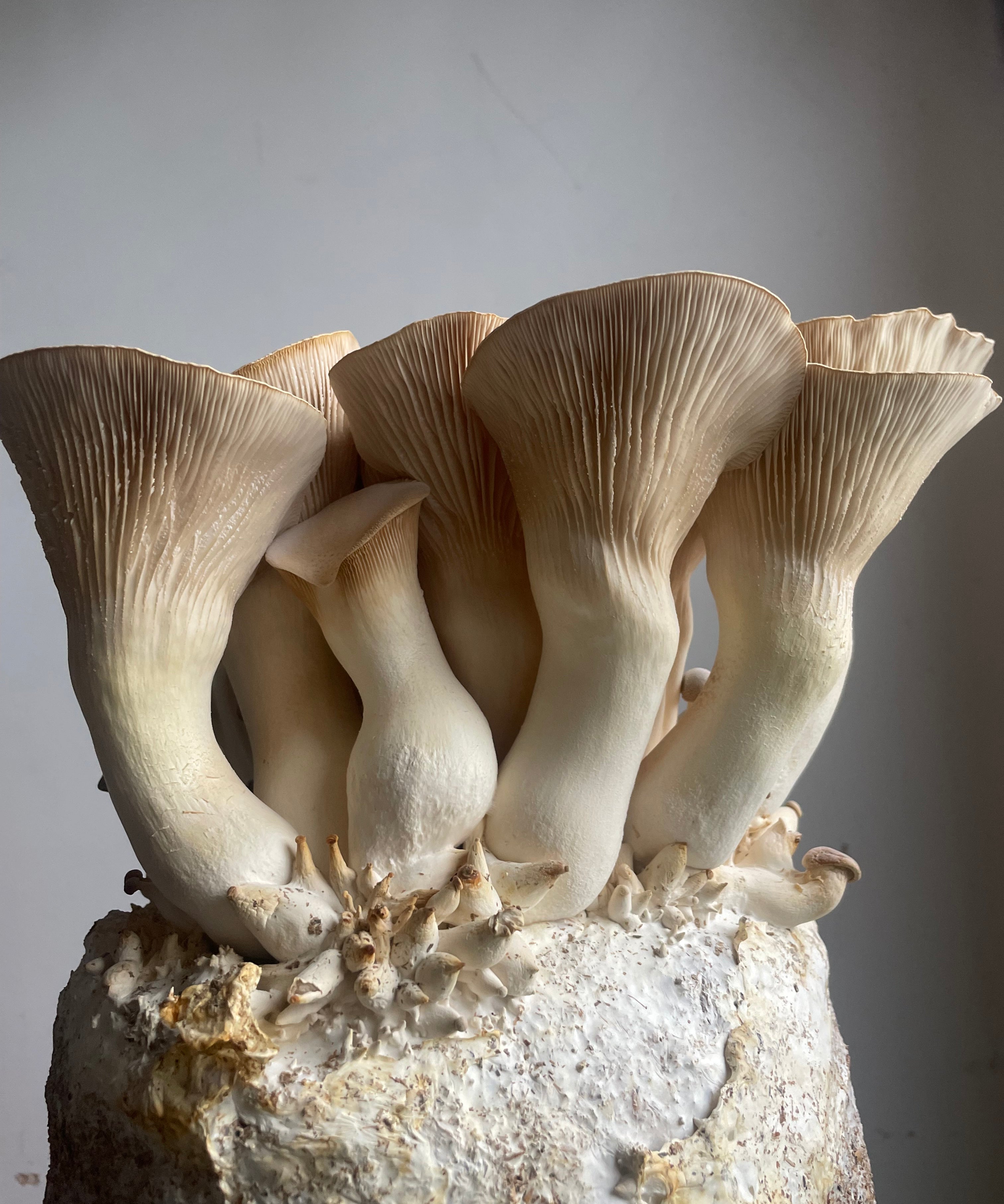 Close-up of King Oyster mushrooms growing on a substrate block with a neutral background