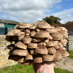 Hand holding a large cluster of Shiitake mushrooms with a rural background