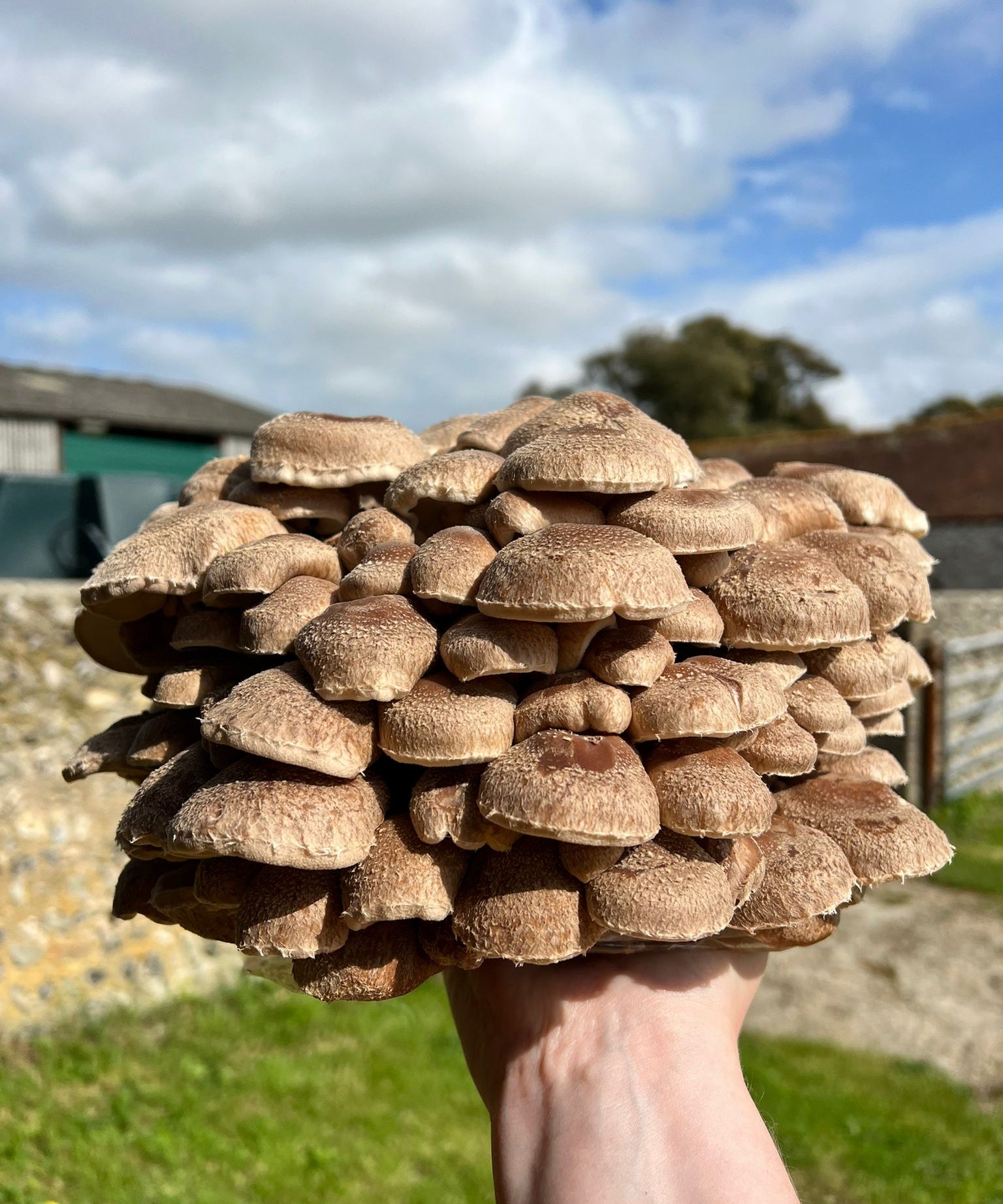 Hand holding a large cluster of Shiitake mushrooms with a rural background