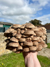 Hand holding a large cluster of Shiitake mushrooms with a rural background