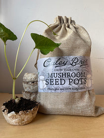 Coley Bros mushroom seed pots with a plant and packaging on a wooden surface.