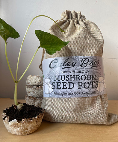 Coley Bros mushroom seed pots with a plant and packaging on a wooden surface.