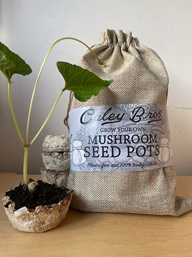 Coley Bros mushroom seed pots with a plant and packaging on a wooden surface.